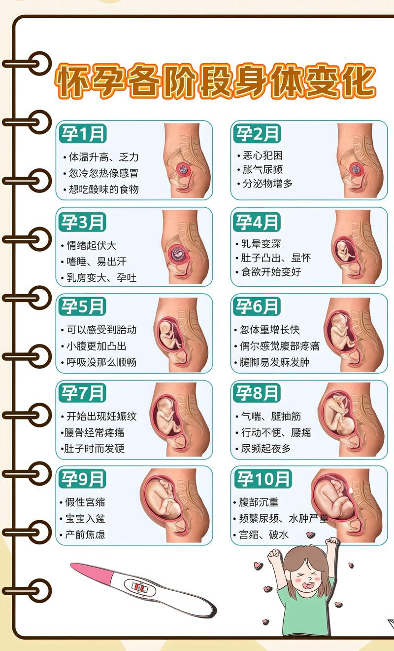 揭秘供卵代孕妈妈怀孕小腹分两节，孕期变化的奥秘石河子代生机构: